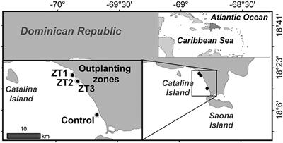 Approach to the Functional Importance of Acropora cervicornis in Outplanting Sites in the Dominican Republic